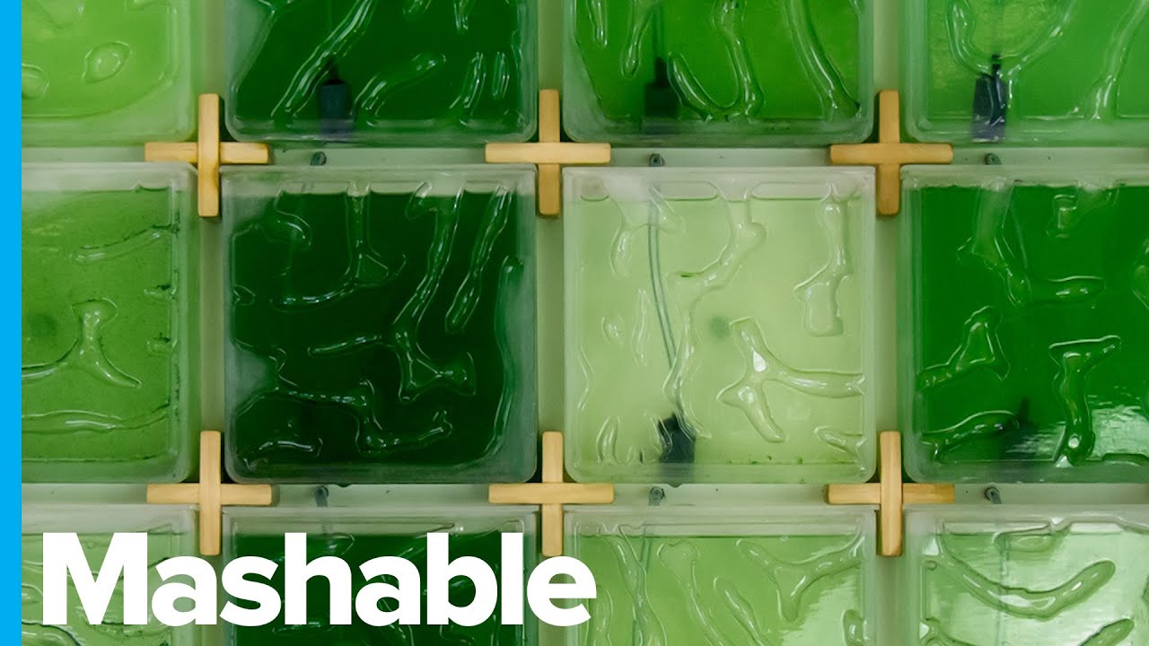 Grow Algae at Home With This Indoor Farming System - YouTube