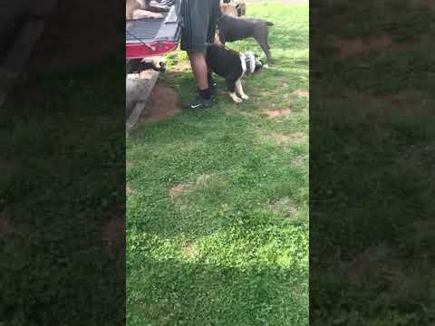 Pitbulls & Husky meets big Bully’s#viralvideo #foryou #viralvideo #pitbull #americanbully #acethepit