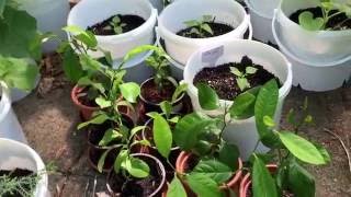 Gartenupdate Part 5 - Die Gurken wachsen extrem!