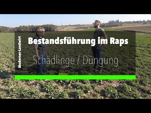 Raps Bestandsführung im Frühjahr  - Schädlinge / Düngung / Spurenelemente / Biostimulanzien
