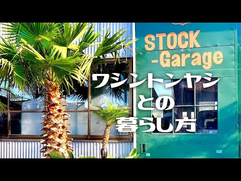 園芸 フォルモサヤシ、タイワンヤシ、ドワーフシュガーヤシ