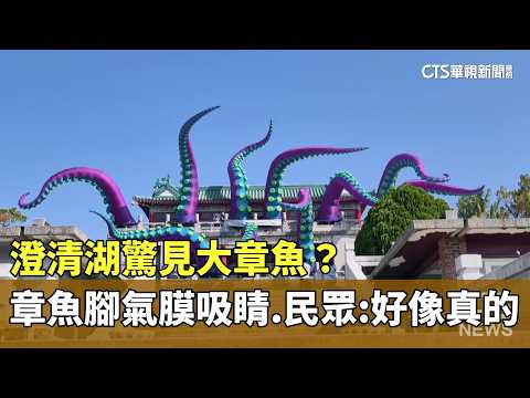 澄清湖驚見大章魚？章魚腳氣膜吸睛　民眾：好像真的