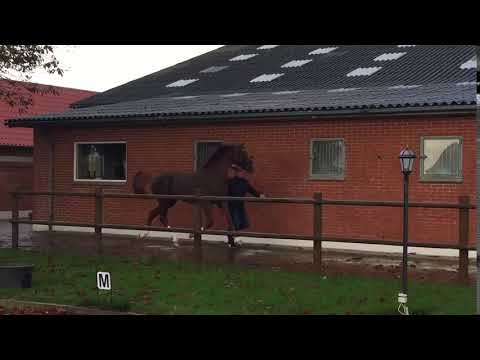 Præmiehingst e.Londontime / De Niro / Weltmeyer