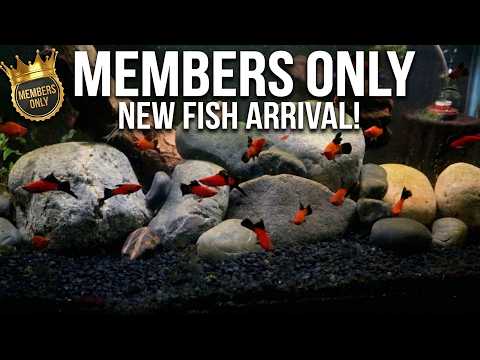 Members Only - New Cool Fish!