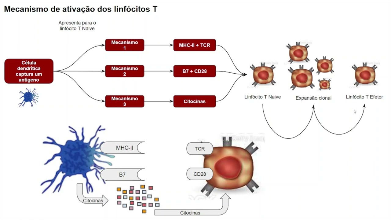 Ativação de Linfócitos T e diferenciação de imunoglobulinas IgA IgG IgE.