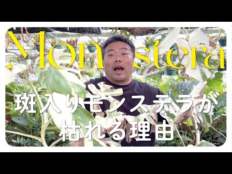 園芸 黒ビロードの象の耳、クワズイモ女王の宝石