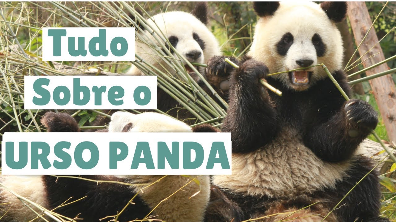 URSO PANDA - SAIBA TUDO SOBRE ELE - Características e curiosidades - PANDAS GIGANTES
