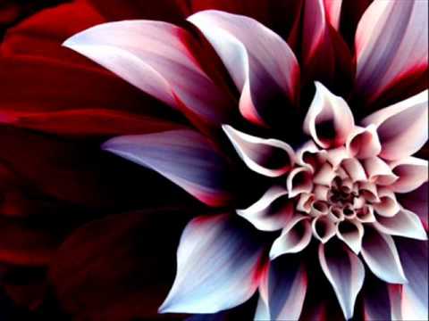 Soulslept - The Leaning Blossom