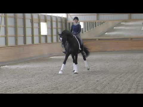 Daily Show: 2014 Danciano x Stockholm Stallion