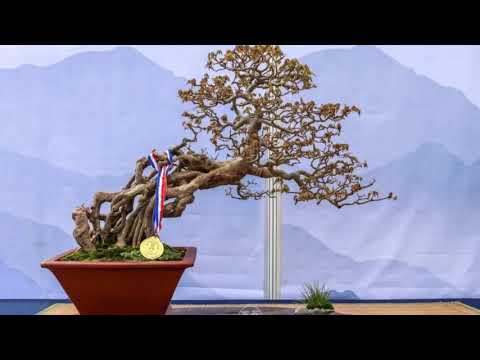 Gold medalists in the 10th National Bonsai exhibition, September 29   October 6, China part 1