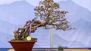 Download lagu Gold medalists in the 10th National Bonsai exhibition, September 29   October 6, China part 1 mp3