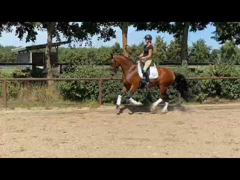 4-jähriger Fürst Fohlenhof x Royal Blend