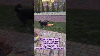 Video preview image #1 Labrador Retriever-Unknown Mix Puppy For Sale in Rockaway, NJ, USA