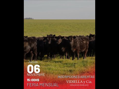 06/11/2025   Feria mensual - Vidiella y Cia /  Local 33 en la calera - Treinta y Tres
