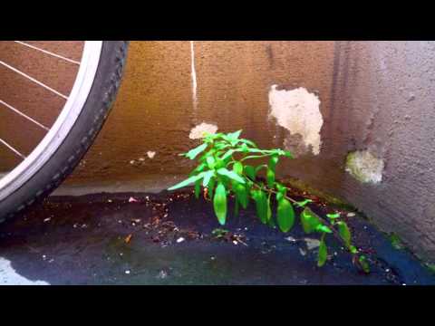 Manu Tourette & Trfk - Playstation und Ratten