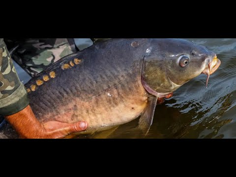 Teichgeschichten: Das lange Leben eines Karpfen