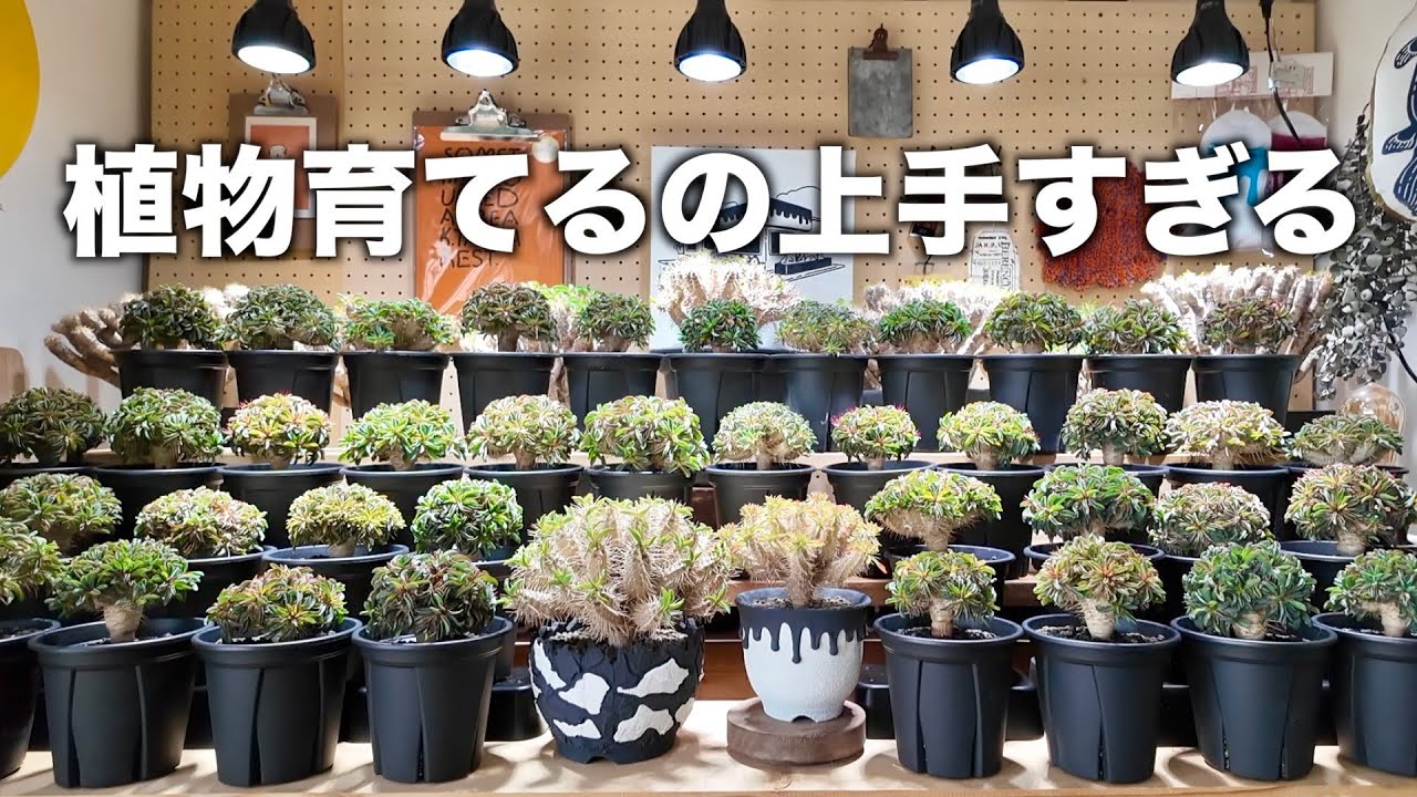 【塊根植物】完成度の高い実生株を見て園芸モチベ爆上げしよう｜Euphorbia guillauminiana｜pachypodium｜seedling