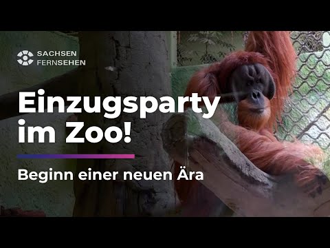 ORGANG-UTANS beziehen im Zoo Dresden neues RIESEN-GEHEGE! I Sachsen Fernsehen