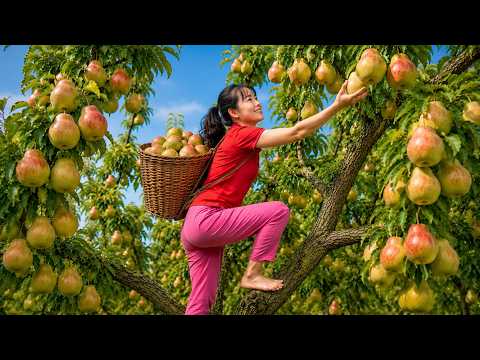 Traditional Village Life: Harvesting Giant Blush Pears to Sell