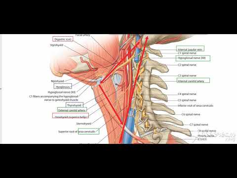 Carotid Triangle contents