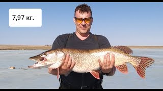 Рыбалка на реке иргиз казахстан