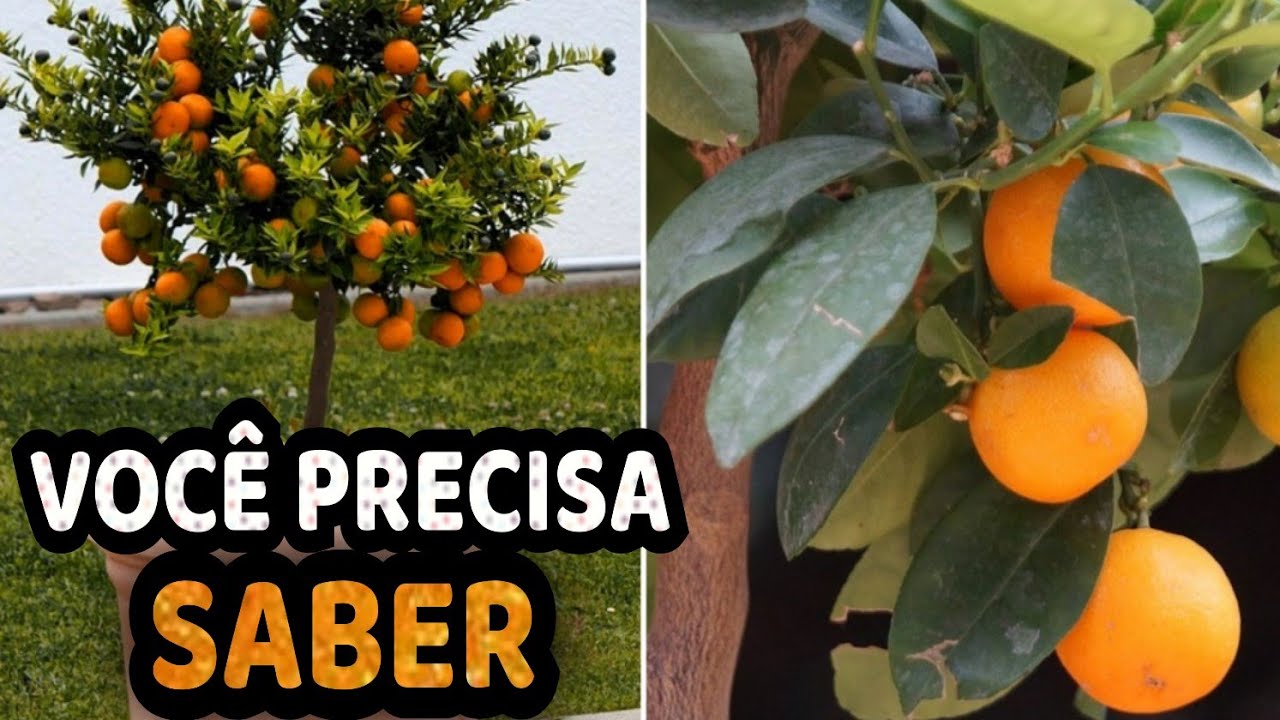 Qual Segredo para Frutífera Produzir Tão Pequena?