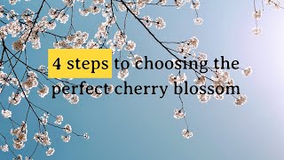 4 steps to choosing the perfect cherry blossom tree
