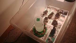 Chicken Check In:  The Brooder Box