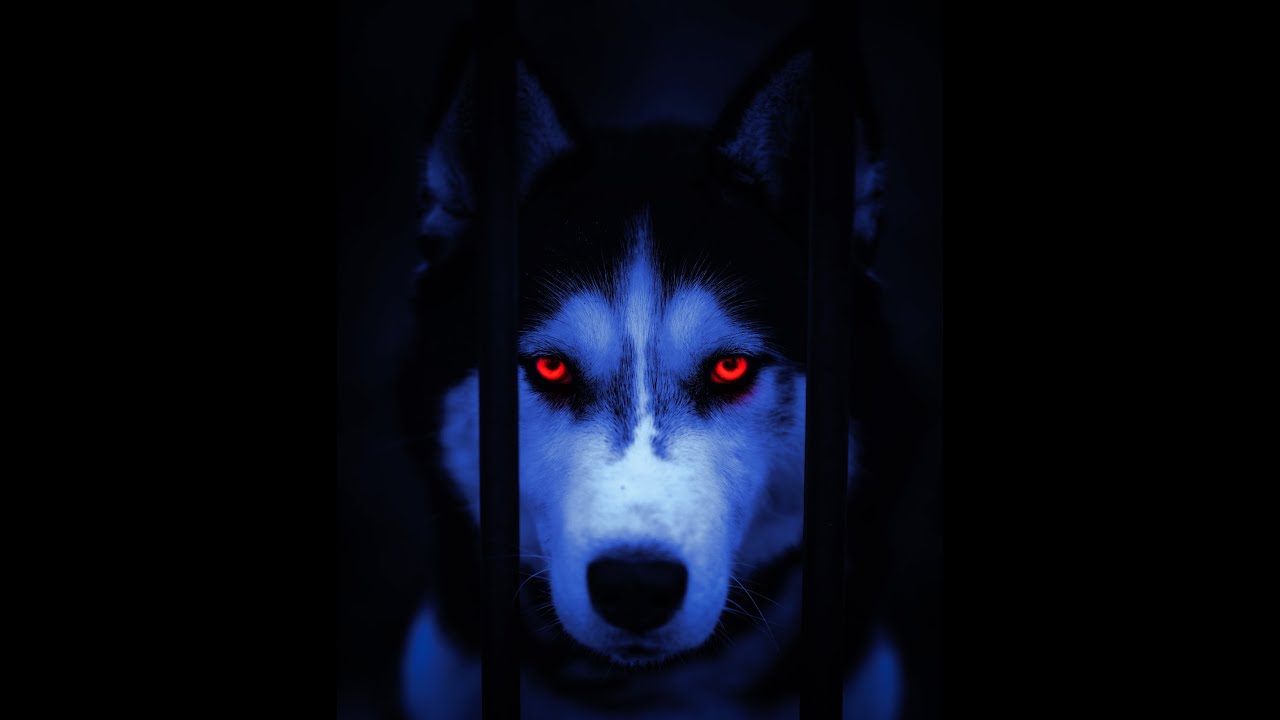 ANGRY DOGS COMPILATION #2