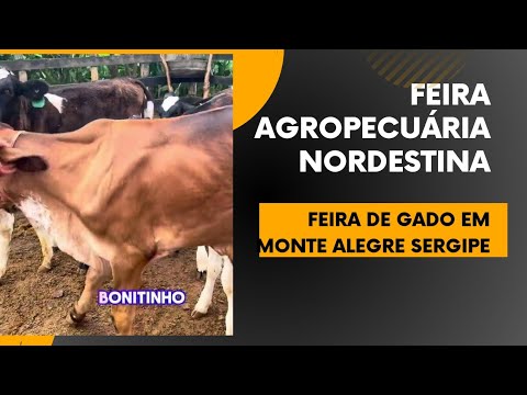 feira  Agropecuária nordestina em Monte Alegre sergipe, feira de gado do tonhao