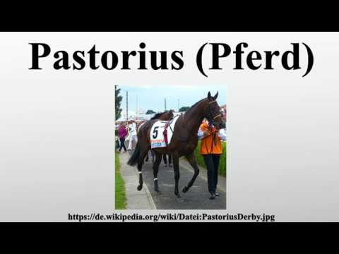 Pastorius (Pferd)