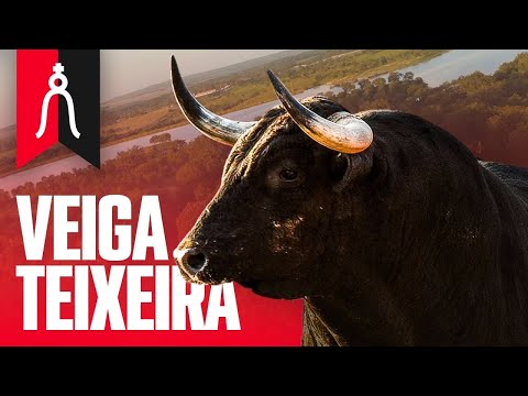 GANADERIA VEIGA TEIXEIRA I TOROS 2023 🐂