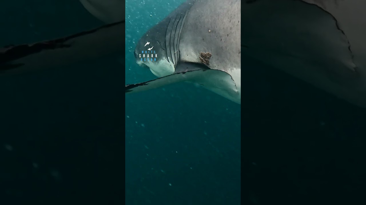 Great White Shark Comes In With Mouth Open