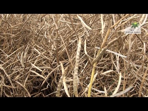 162. Feldexkursion: Raps steht kurz vor der Ernte - NU Agrar, 15.07.2020