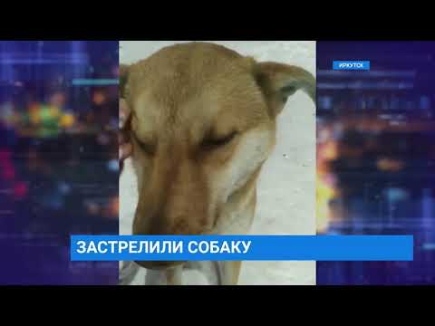 Собаку застрелили