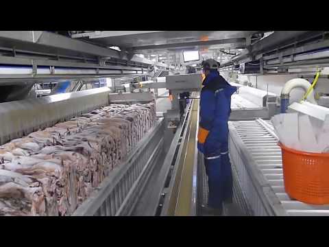 Amazing Automatic Lines, {NEW} Catching and Processing Fish Right on Ship [2019]