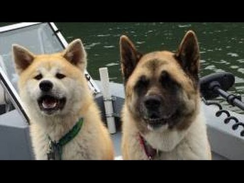 アメリカンアキタにかかりやすい病気