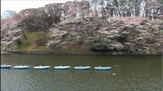 preview picture of video 'Cherry blossoms at Chidorigafuchi （千鳥ヶ淵　桜）'