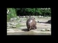 Good Rhino Poop Cool Fun