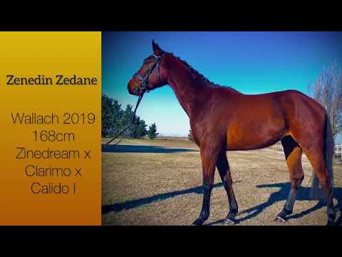 Zinedina Zedan: ZINEDREAM x CLARIMO