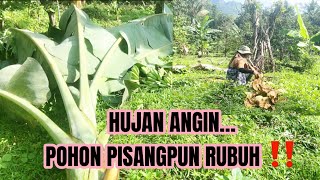 MEMBUAT LANJARAN TERUWUK ( GAMBAS)…POHON PISANG RUBUH⁉️