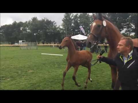 Charleston Fohlen vom 18.05.2017