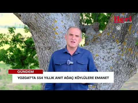 Yozgat'ta 554 yıllık anıt ağaç köylülere emanet | İleri Gazetesi