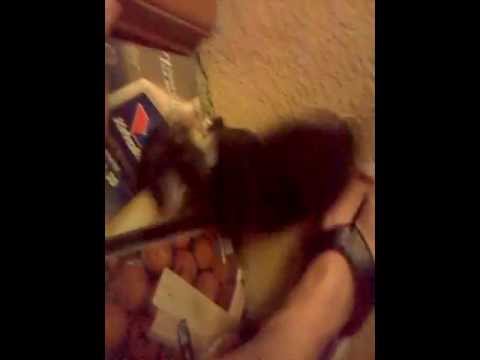 Julius Sumner Miller