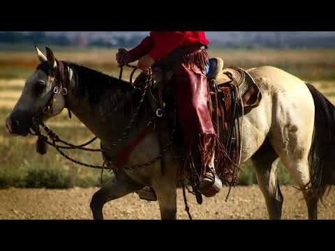 LXH SHINING RYKER - “RYKER” 2020 AQHA BUCKSKIN GELDING 14 hh