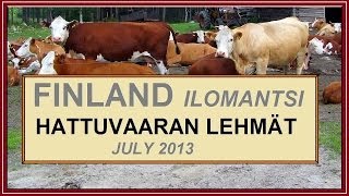 preview picture of video 'Hattuvaaran lehmät  / Ilomantsi, Finland 7/2013 . + Photos.'