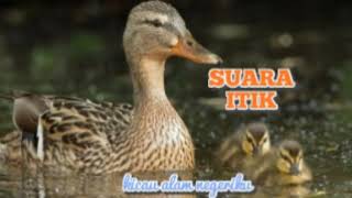 Download lagu SUARA ITIK mp3 Download lagu SUARA ITIK mp3