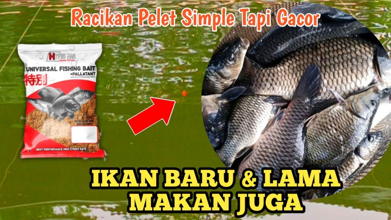 UMPAN IKAN MAS PELET TERBARU PALING GACOR !! IKAN LAMA DAN IKAN BARU MAKAN