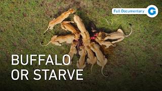 Lions vs Buffalo: The Brutal Battle for Africa’s Grasslands | Full Wildlife Documentary