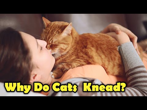 Why Do Cats Knead? - Cute Facts about Cats